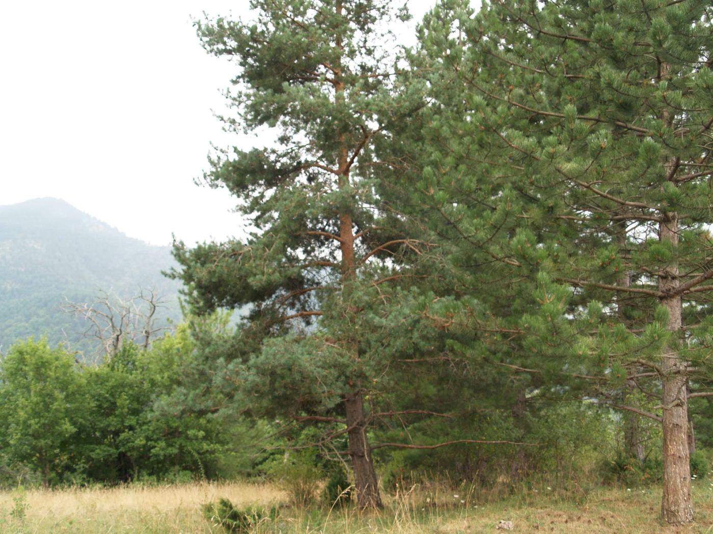 Pine, Scots plant